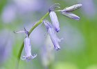 Bluebells by Linda Jackson